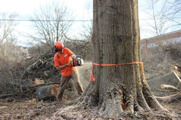 Emergency Tree Removal Atlanta GA